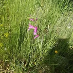 The Spidaki Lania