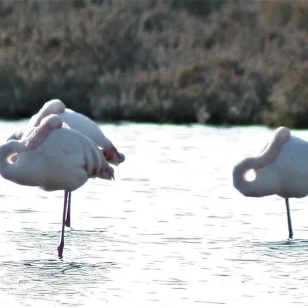 בית הארחה The Spidaki