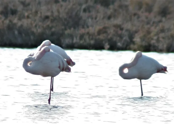 Pensionat The Spidaki