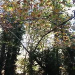 The Spidaki Lania