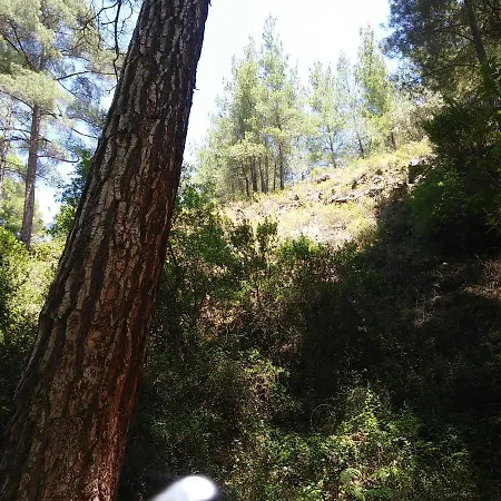 The Spidaki