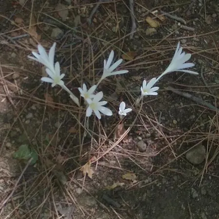 Gæstehus The Spidaki 3*