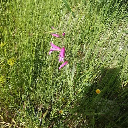 The Spidaki Lania