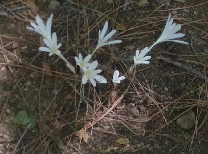 ゲストハウス The Spidaki 3*